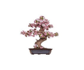 Rolife Sakura Bonsai 3D Wooden Puzzle