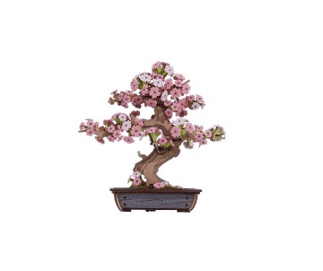 Rolife Sakura Bonsai 3D Wooden Puzzle